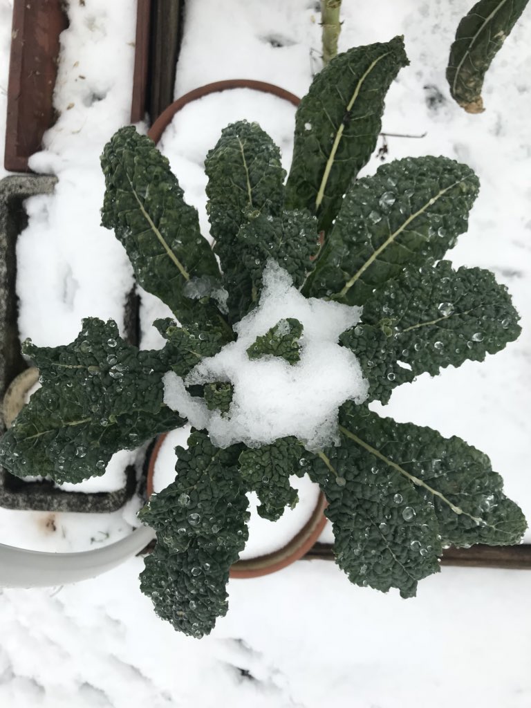 ortisandonato's tweet photo. #ortisandonato #neve #2marzo https://t.co/vWr6KT4oL8