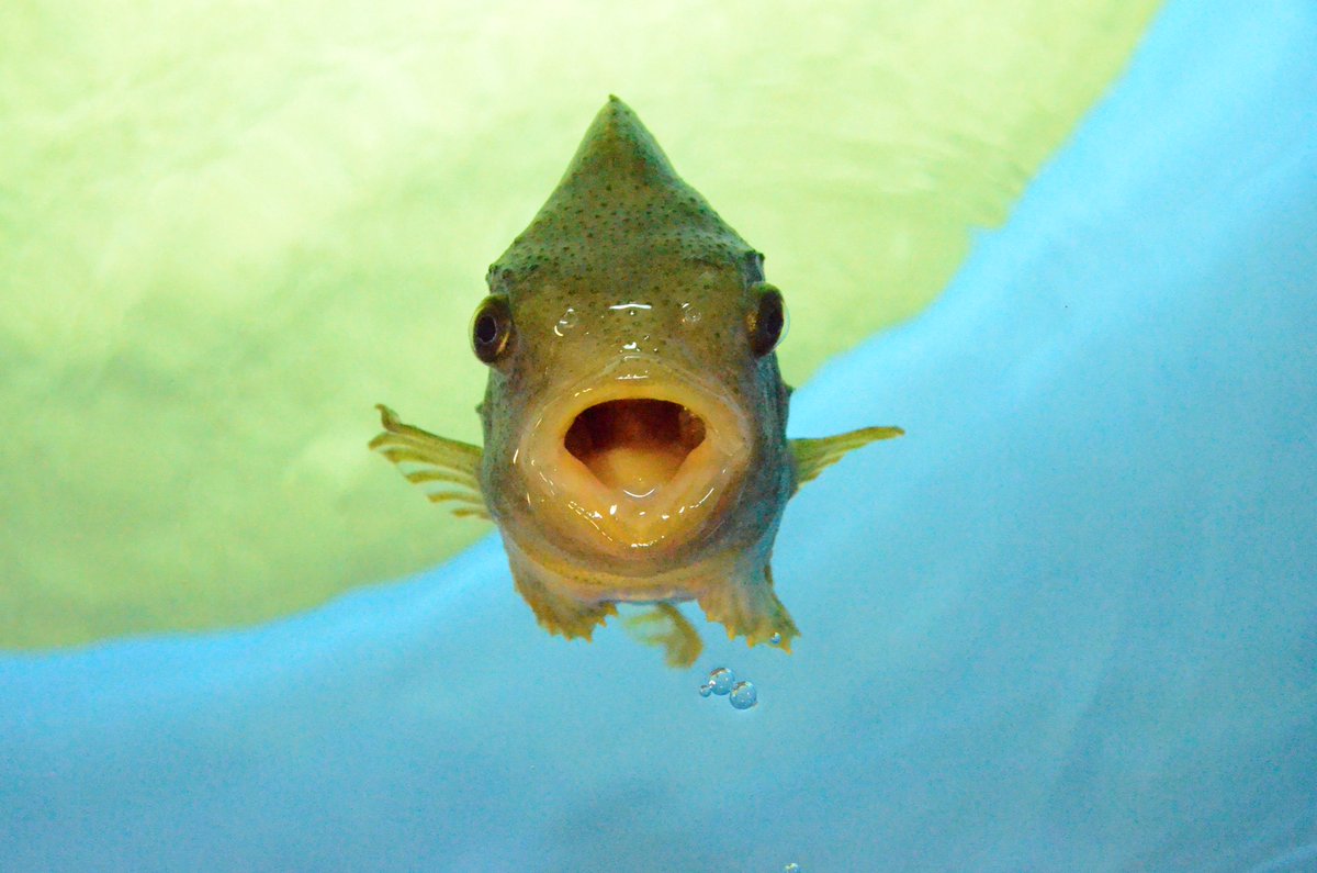葛西臨海水族園 公式 魚の正面顔シリーズ 東京の海 エリア 漁業 水槽のホウボウです 羽のような胸びれを広げ こちらに近づいてきました じっとみていれば皆さんのほうにも寄ってくるかも かさりん Tslp H 魚の正面顔愛好会