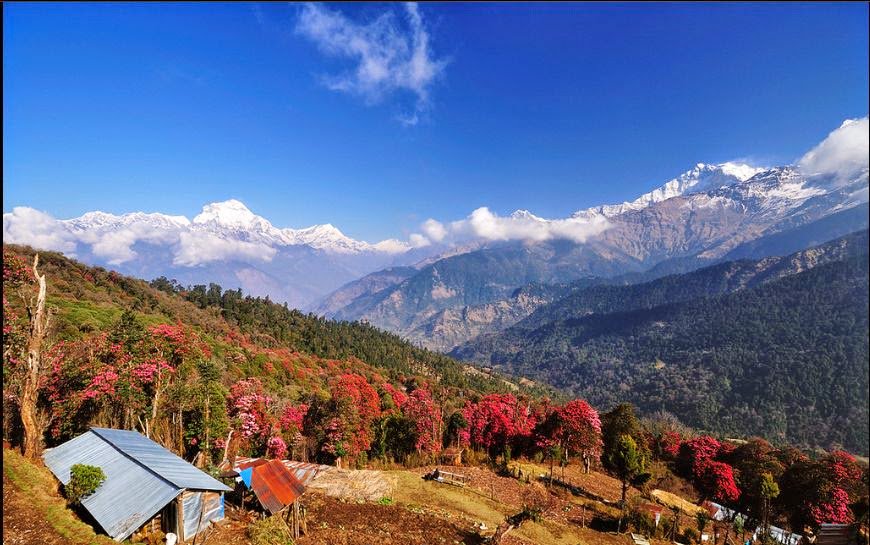 nepalhimalayast's tweet photo. Breathtaking Mt. Annapurna view from Poon Hill.😍
#annapurna #mountain #Nepal #Trekking #explore #photography #naturelovers #TravelBlog #landscapephotography #holidays https://t.co/5KDynbnueq https://t.co/xVkN2MGNUu