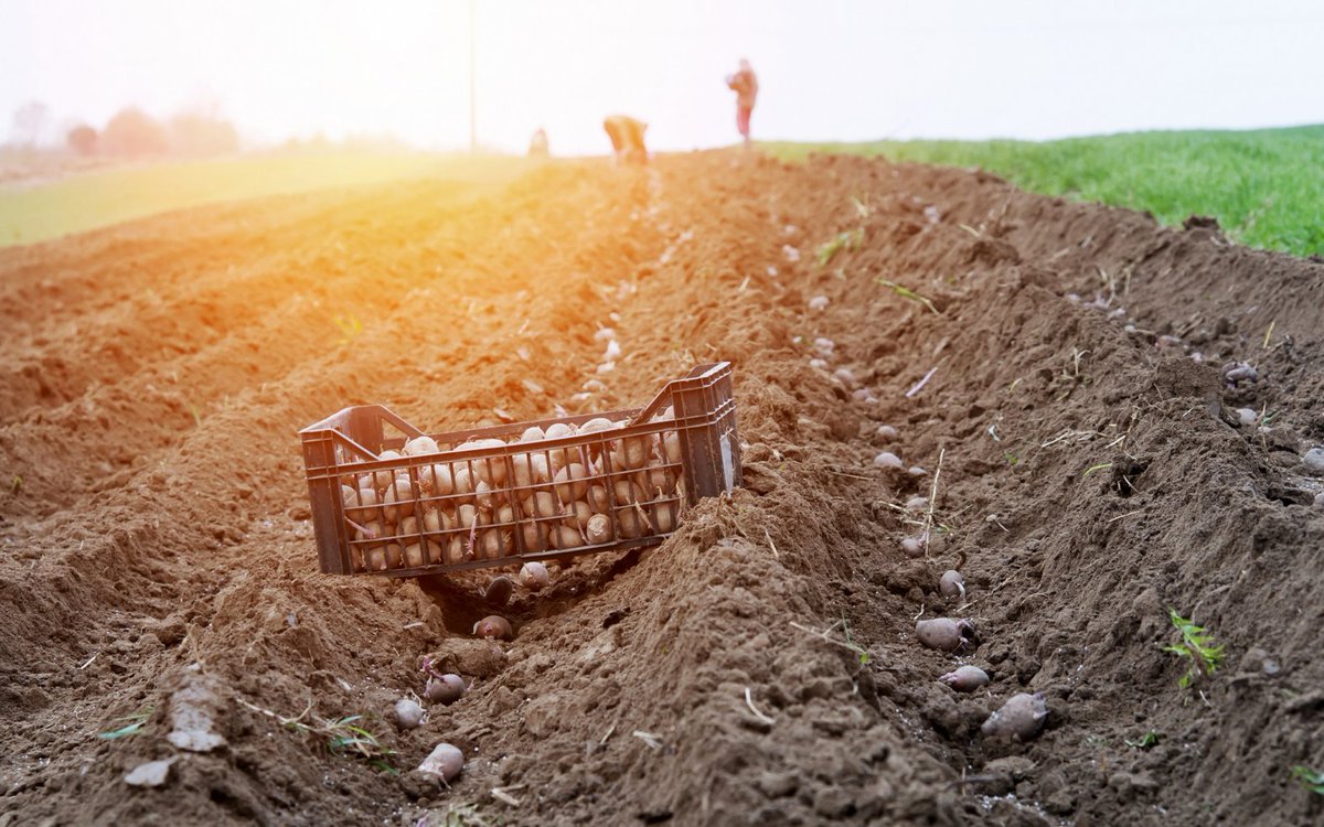 Zo, dat wordt een gezellig diner! Het evenement 'Ete bij de boer XL' is uitverkocht, of poëtischer gesteld: “In het land van de piepers zijn alle tafels bezet' ;) Lees meer: bit.ly/2DISGAS #LF2018 #potatoesgowild #eten <a href="/aardappelweken/">Potatoes go Wild</a>