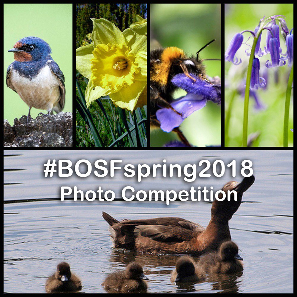 🌼🐣🌱 After the success of our Christmas photo competition and now the snow has finally melted, its time for Spring! We invite all BOSF Friends Groups to take part in our #BOSFspring2018 photo competition. Share your Spring photos with us before May the 11th using our hashtag.