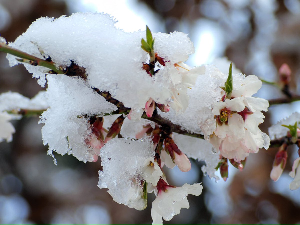 #springtime #segarrejant #ametllers #snow #spring #segarra