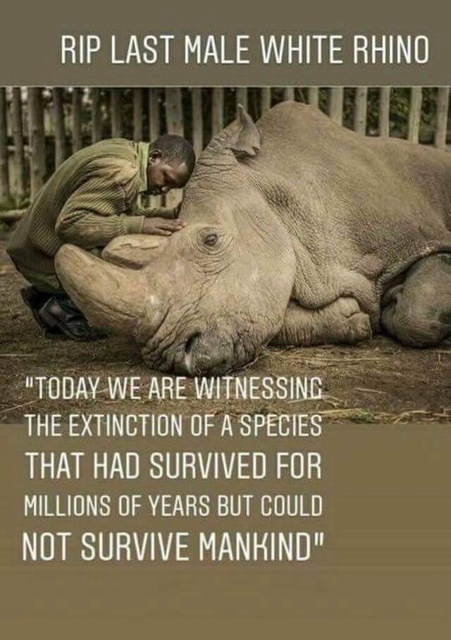 These Animals Were Here Before Us..No More..Due To Human Greed And Cruelty..No Wonder The World Is In The Sorry State It Is..We Dont Deserve It...