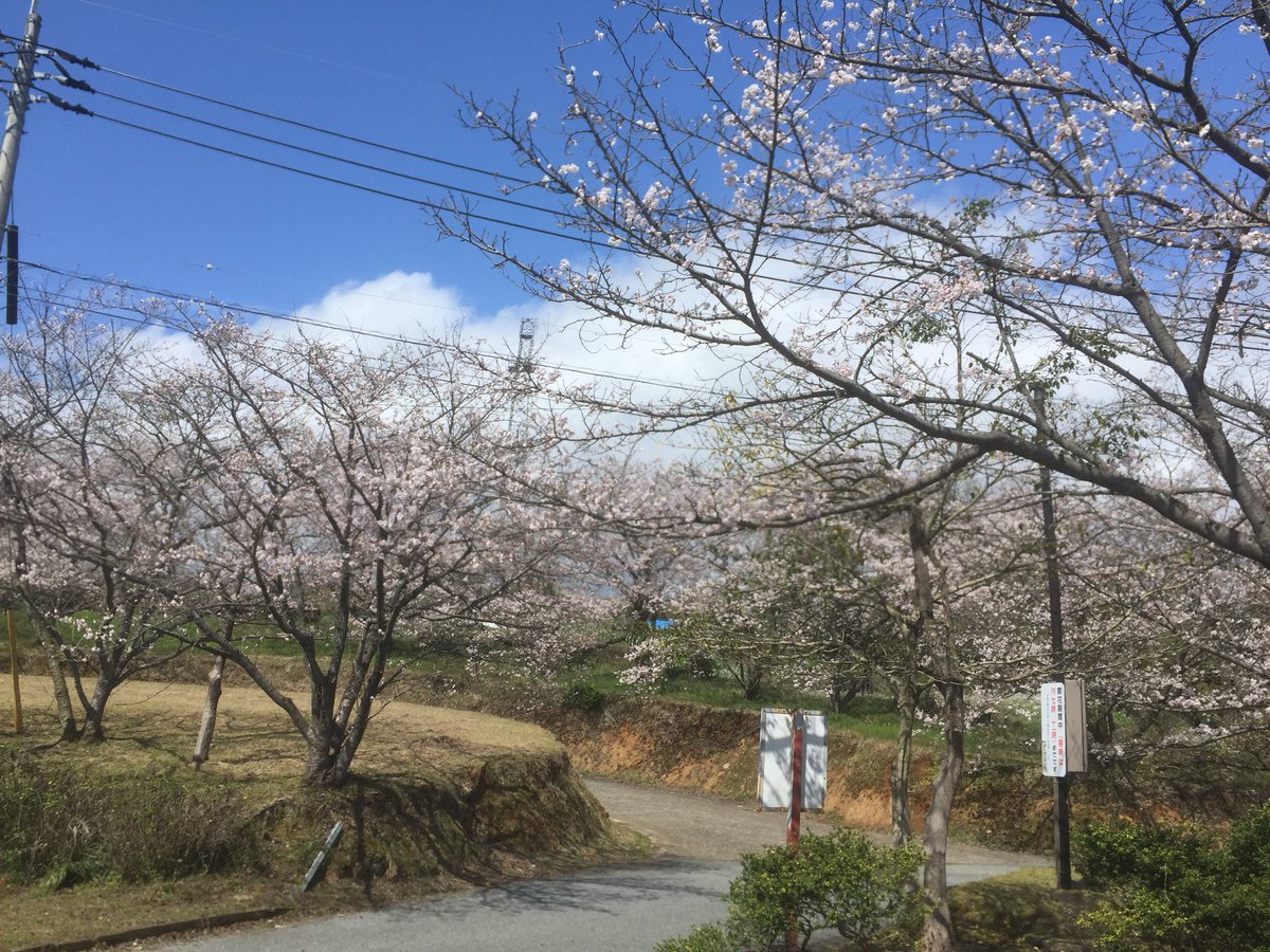 dongoros27's tweet photo. 春ですねー🌸CBも心なしか元気❗️ https://t.co/m97ZwF1fqb