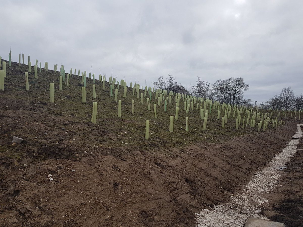 PaxmanLandscape's tweet image. ow.ly/Y0JM30j3adB York University Landscaping: Planting #largetrees around the parking and outlying areas, with #hedgerow creation for a continuation of the natural themes. These planting pockets are interspersed with blocks of #woodland planting.
