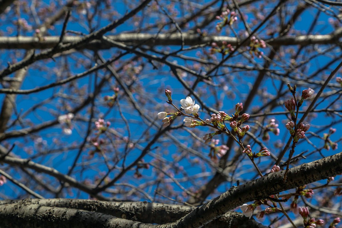 桜咲く。中心部が赤くなる前に撮り終えないと。#広島#写真#PHOTOGRAPH#写真撮っている人と繋がりたい#ファインダー越しの私の世界#写真撮るのが好きな人と繋がりたい#桜#CHERRYBLOSSOM#SPRING#春