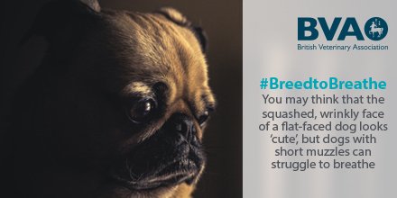 Concerned about the use of #brachycephalic breeds in advertising? You can use our template letter to contact brands directly to raise awareness about the issue #ResponsibleAdvertising #BreedtoBreathe  ow.ly/Pm6Y30j5OMX