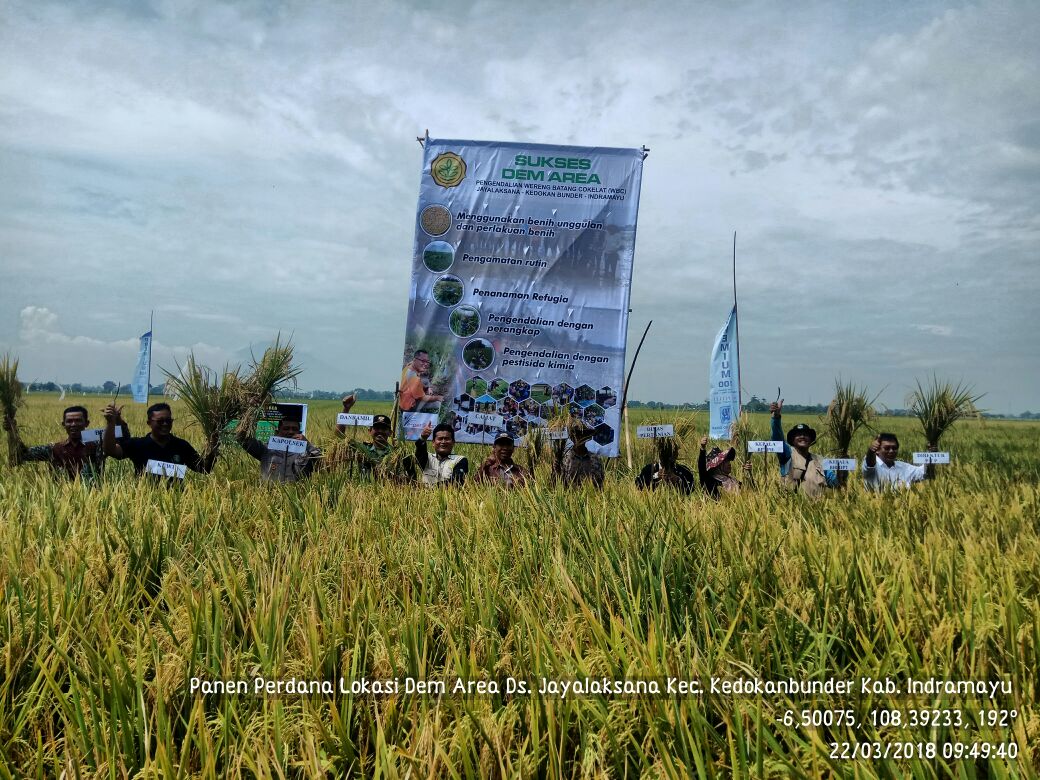 bbpopt's tweet photo. Kabar Panen Pantura Jabar, di KT Sri Rejeki, Ds Jalaksana, Kedokanbunder, Indramayu. Varietas Inpari 33, Luas Panen 25 Ha, Sampai Akhir Minggu ini 100 Ha #Panenpanenpanen #butaseh #demarea @indramayukab @Ditjen_TP_News @kementan https://t.co/o3AN39vegJ