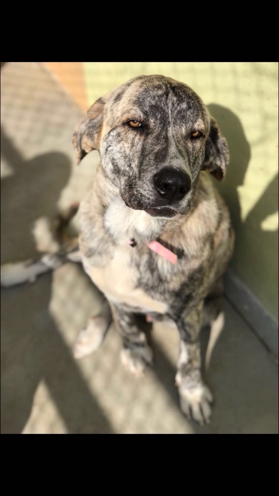 resc_animal_gr's tweet photo. 🆘Necesitamos acogidas para que estos pequeños no vuelvan al Refu!Después de convivir con una familia es muy estresante para ellos y les causa gran ansiedad. Si puedes cuidarlos durante un tiempo escríbenos! (Todos los gastos económicos corren a nuestro cargo)
📢 Animaros💖 https://t.co/Ge0lu8ZNYp