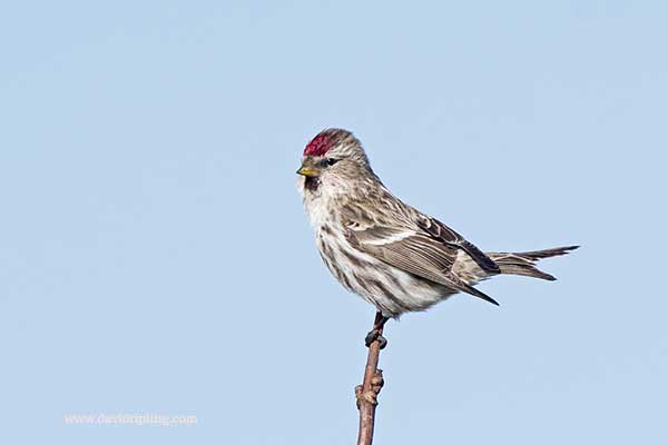 This Mealy Redpoll dropped into our back garden long enough for a photo yesterday