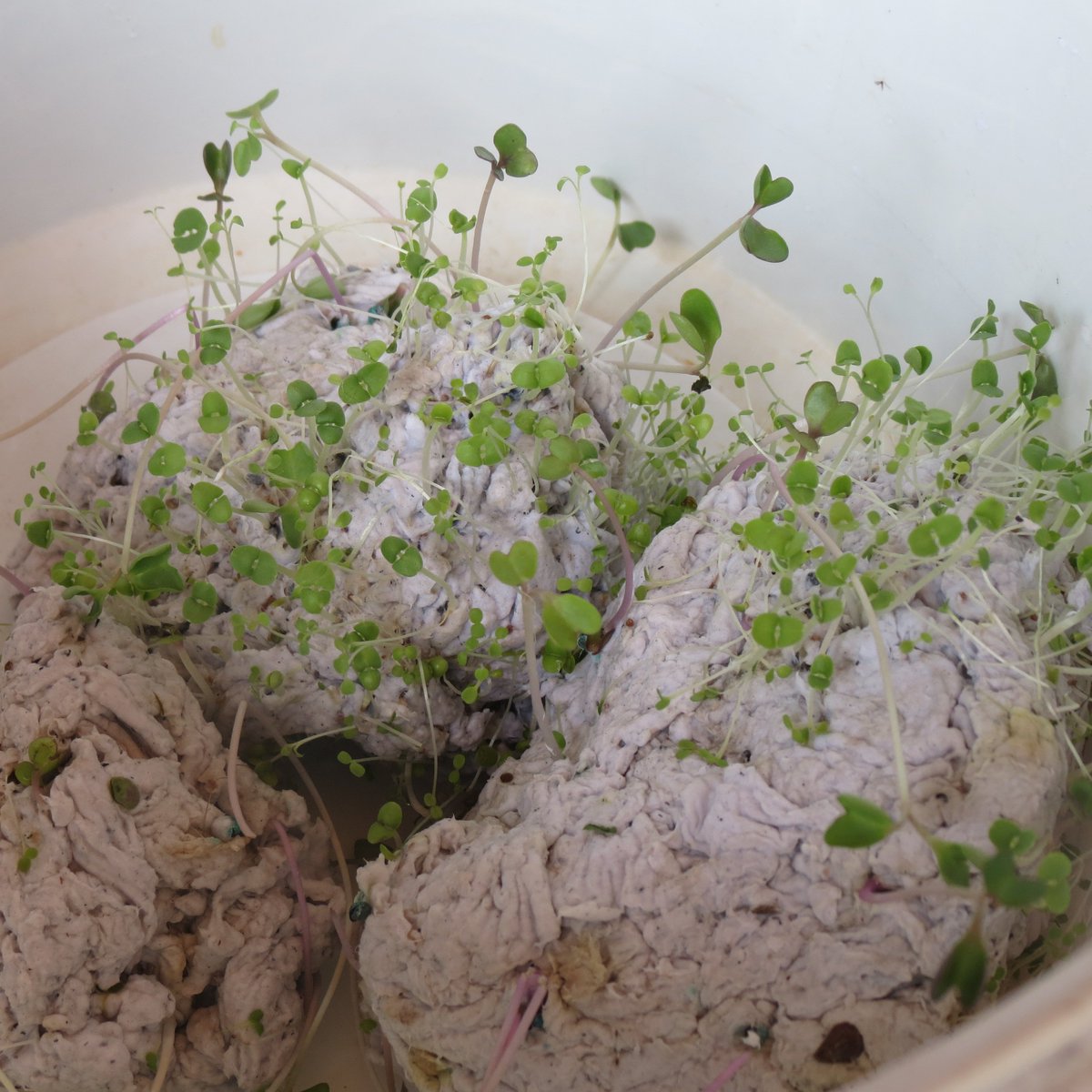 Het is weer lente ! Tijd voor uw boodschap groeiend uit karton ! Onze partners helpen u graag verder.  ow.ly/OcA330j52Vi