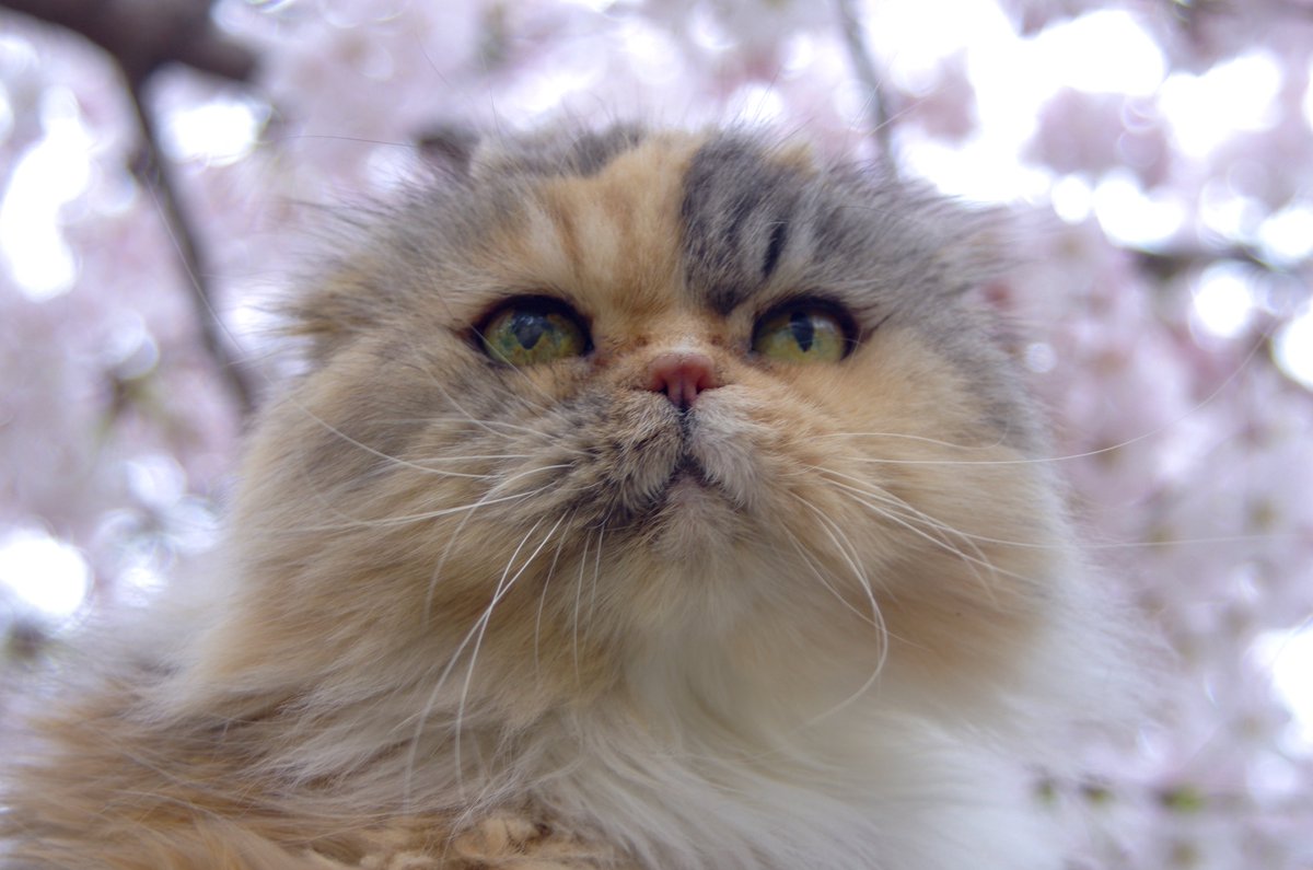 あゆっぺ (@naomin42) / Posts / X