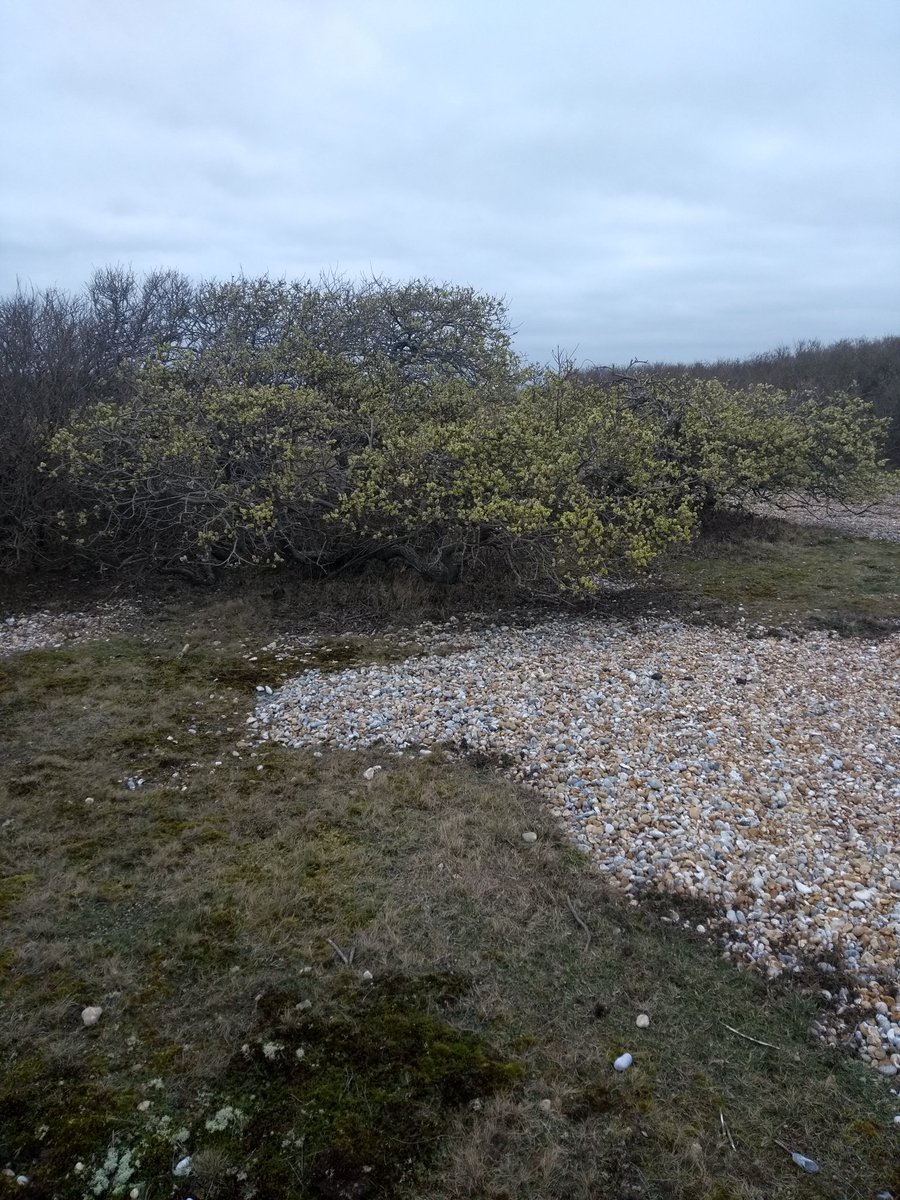 Jonsey_Nature's tweet image. First full willow bloom at Dungeness. Providing early forage for 20 B.terretris queens and a couple of honey bees #springisonitsway
 @nikkigammans @LeyshonOwen