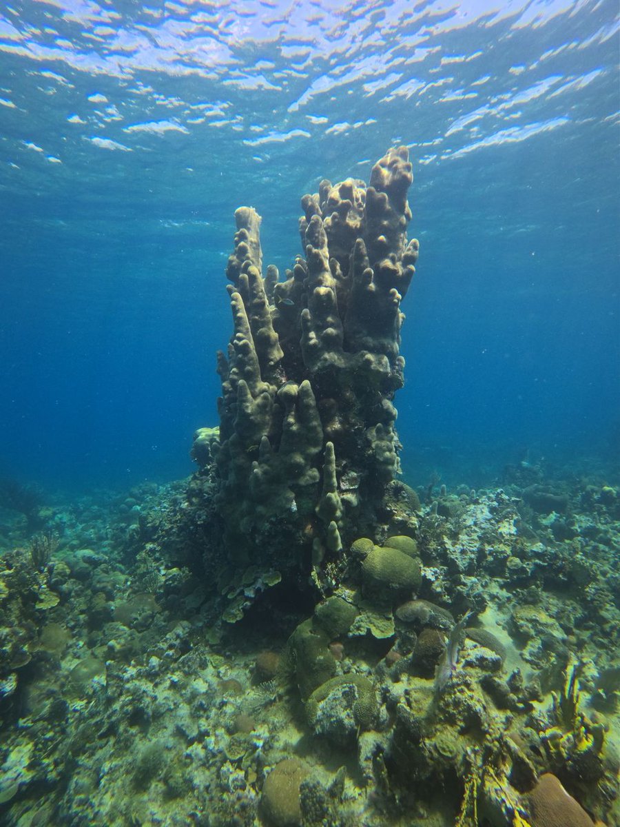 1fsmith1's tweet photo. Check out Round Hill Hotels Reef Garden! #ReefRestoration #RestoreCoral #CoralNursery #coralreefs
https://t.co/arpa2FZ3Xd https://t.co/x5ftajavIU