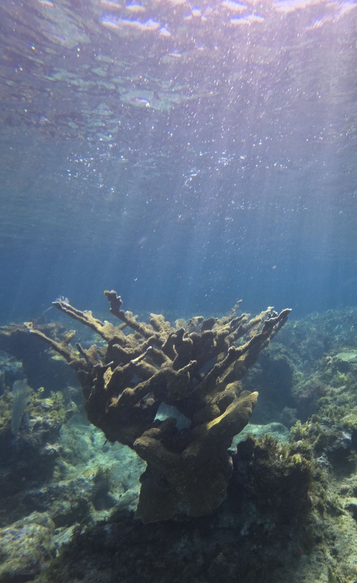 1fsmith1's tweet photo. Check out Round Hill Hotels Reef Garden! #ReefRestoration #RestoreCoral #CoralNursery #coralreefs
https://t.co/arpa2FZ3Xd https://t.co/x5ftajavIU