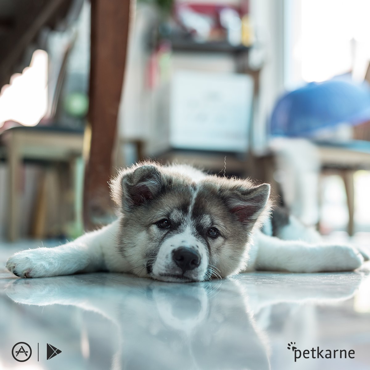 petkarne's tweet photo. Hafta sonunun gelmesini bu şekilde bekliyoruz. 🐶 https://t.co/CDGY92AnF8