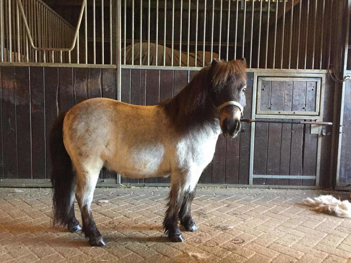 My hearts delight! #charlieopny #bds#shetland