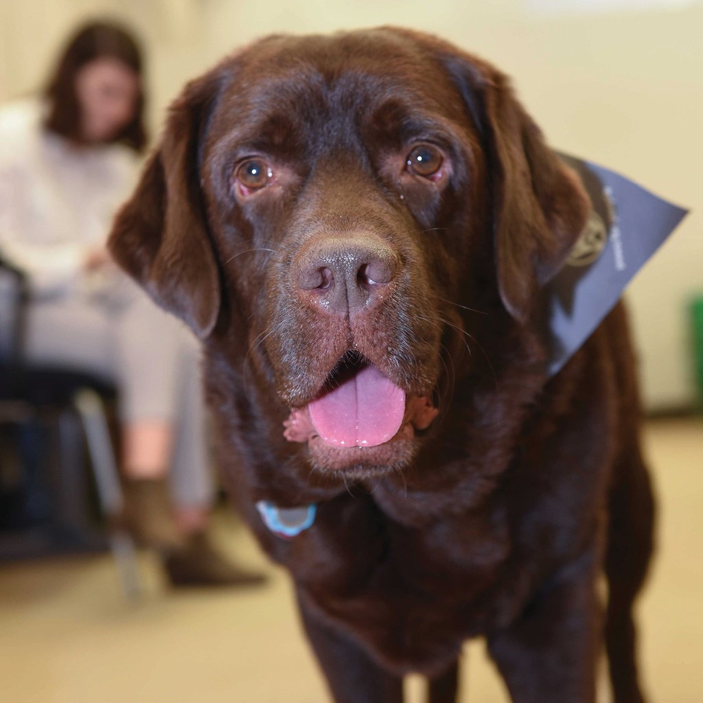 HarvardLibrary's tweet photo. Meet Jeter! He's now in regular residence at @HMSCountway as a therapy dog. You can relax with Jeter on alternating Fridays from 11am-12:45pm. #therapydog #CountwayCuddles https://t.co/9DdL9IjxtK