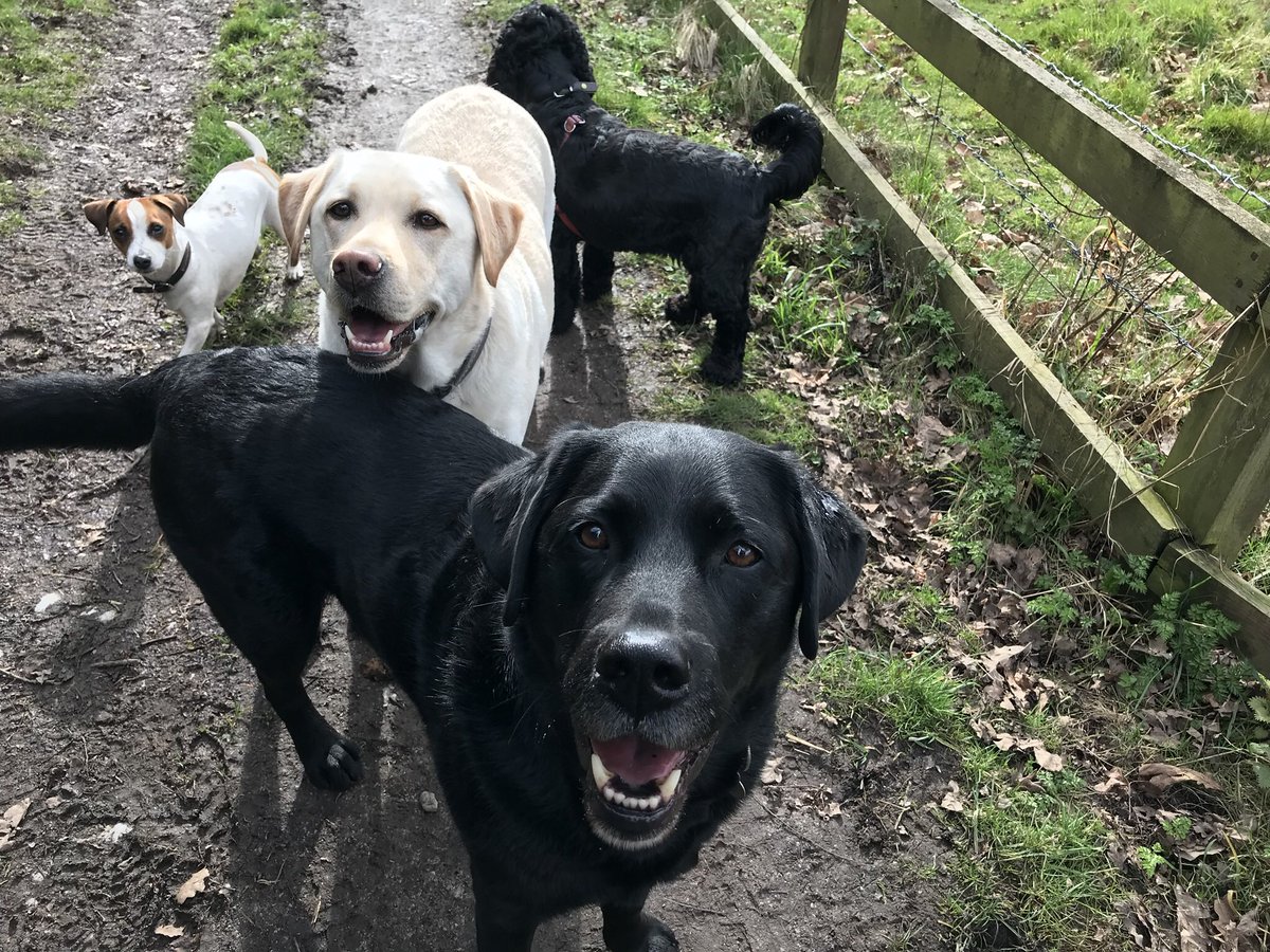 It’s been a rather chilly start to spring but the dogs have loved it!! A few good pics from over the last few weeks 🐶💦☀️❄️🌼💜🐾 #wilmslow #dogwalks #happypooches