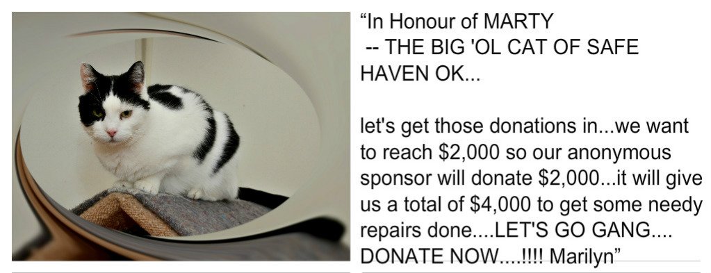 ChwkSafeHaven's tweet photo. #SafeHavenCats #CatOfTheWeek Sunshine sends #ThursdayThanks to Marilyn for her extremely generous donation to our #SpringToIt Campaign which runs until the end of the month. We have fantastic volunteers but they can't do all the property work that is required here.#HelpUsHelpThem https://t.co/57bZXBby8X