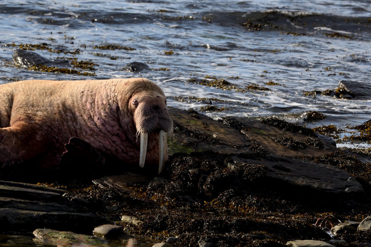 #internationalsealday another excuse to share a picture of this beaut