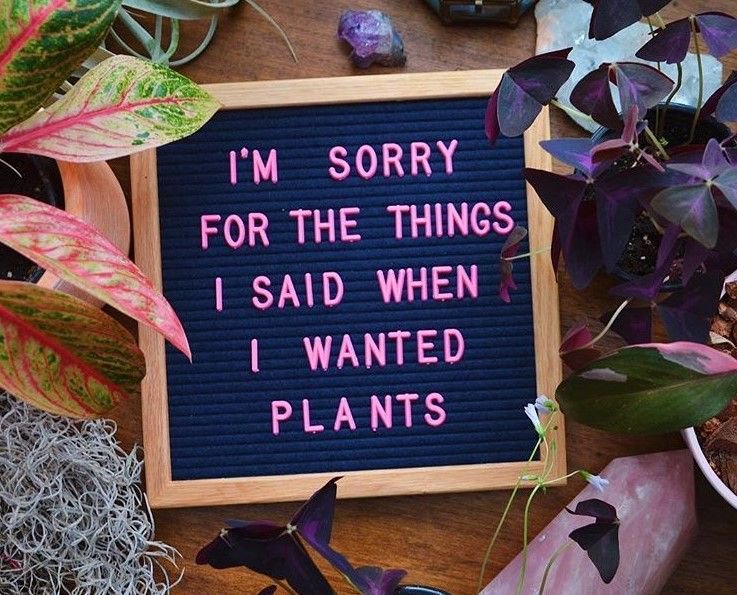 Plant Hangry. PC: @apartmentbotanist #plantlover