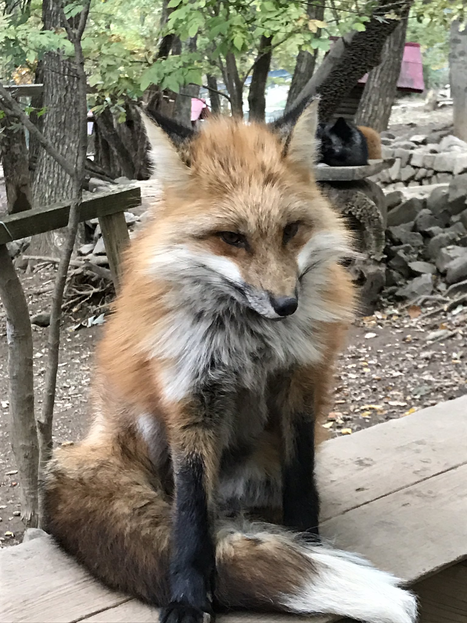 小豆長光ᔦꙭᔨ紫柱 キツネ村チェックをしてると 噛まれてみたいな という方をたまに見かけます キツネ村はエキノコックス 狂犬病の心配はありませんが放牧飼育の関係上破傷風の危険があります 破傷風は最悪死亡 治療も二週間のワクチン大量投与 回復