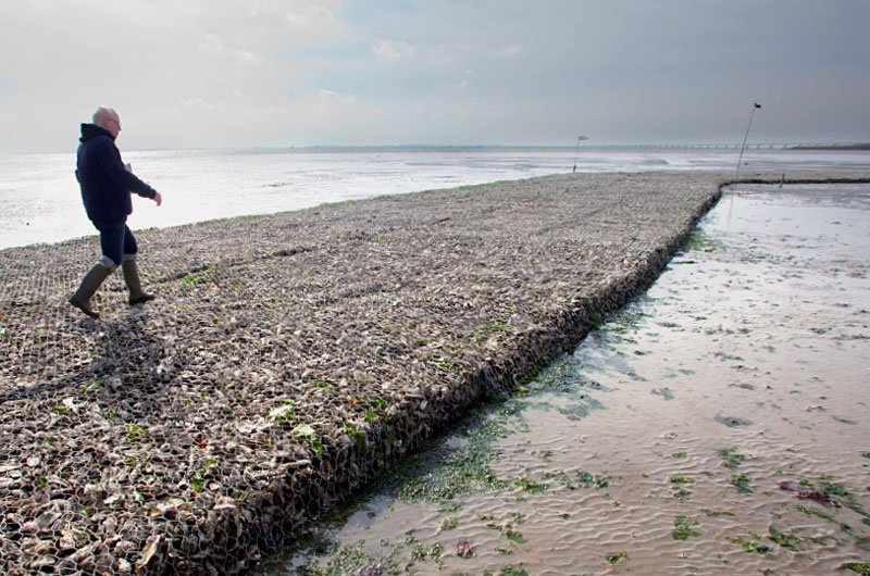 WUR Marine (@wurmarine) on Twitter photo #Wereldwaterdag | Met oesterriffen de #Oosterschelde beschermen of met de #Zandmotor duinvorming versterken. Deze en andere voorbeelden van natuurlijke oplossingen voor waterproblemen in de #longread: bit.ly/2GTj7Hh <a href="/MartinBaptist/">Martin Baptist</a> #Wereldwaterdag | Met oesterriffen de #Oosterschelde beschermen of met de #Zandmotor duinvorming versterken. Deze en andere voorbeelden van natuurlijke oplossingen voor waterproblemen in de #longread: bit.ly/2GTj7Hh <a href="/MartinBaptist/">Martin Baptist</a>