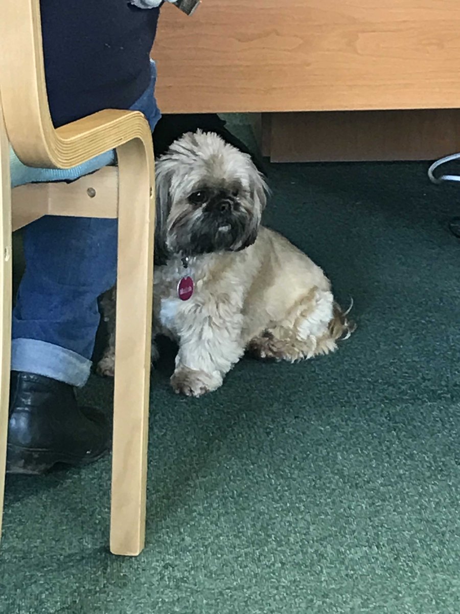 We had a very adorable visitor in the office today... a lot of attention and cuddles were given :D