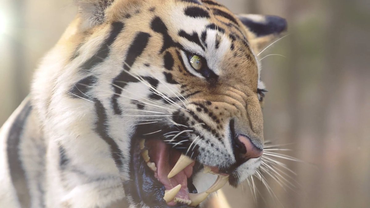 Parallax video made using only still images: goodfeed.org/design/wwf-par… #wwf #animation