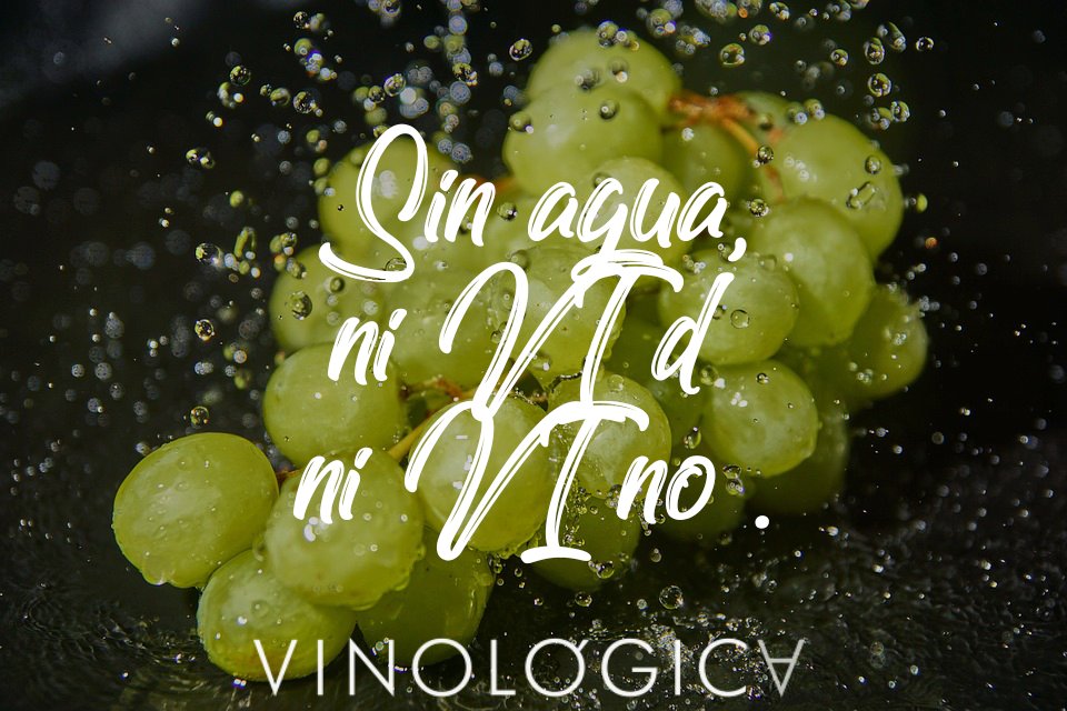 vinologicaes's tweet photo. Sin agua, ni VI(d) ni VI(no).

Hagamos un uso responsable de este valioso recurso natural en el #viñedo.

https://t.co/dPKXbsqC4T🍷 / Asesoramiento técnico vitivinícola 💦 🍇 #DiaMundialDelAgua #vino #vinos #wine #winelover #bodega #enologo #enologia #winelovers #lavidadelenologo https://t.co/Jpoepysspc
