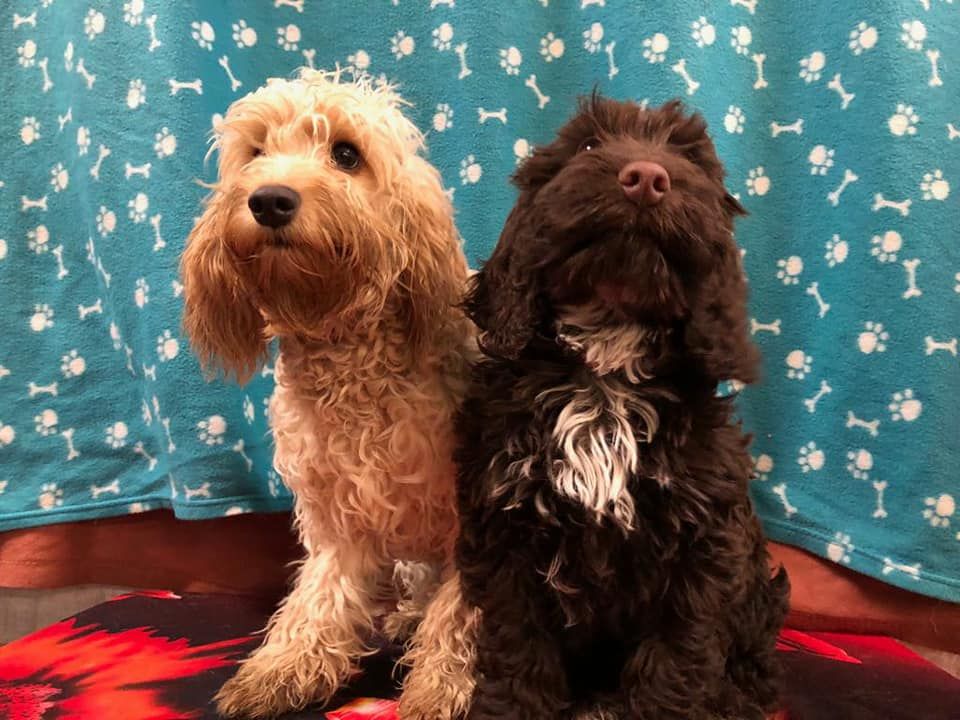 Daycare 4 Dogs tweet media