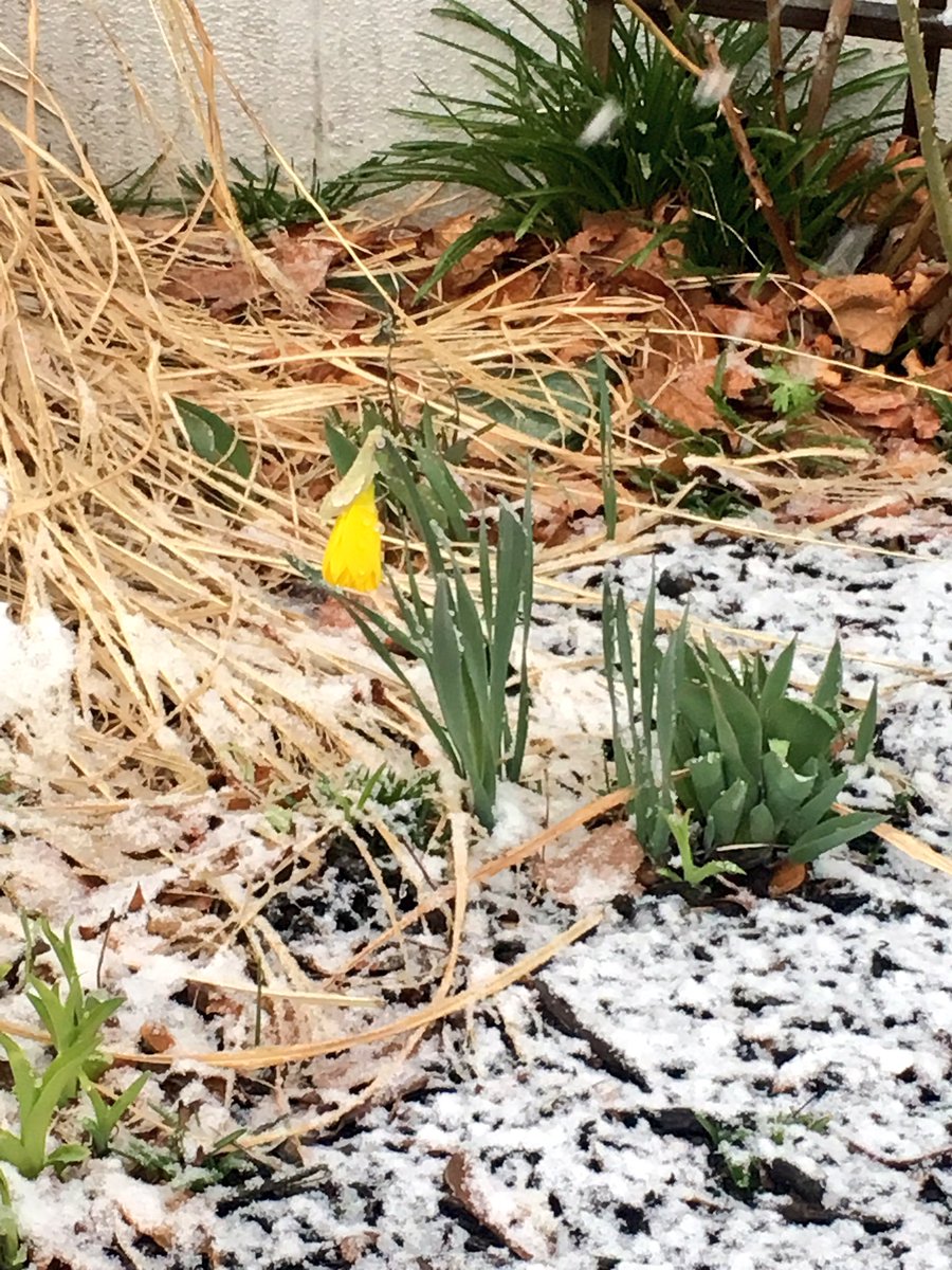 Emjay1028's tweet photo. It's not much, but boy are we over the #snow! #NeedSpringNow #SnowDaysForDays #ViewFromMorningRun #SpringFlowersInSnowShowers #Boston #Brookline https://t.co/bDSLt2xQLG