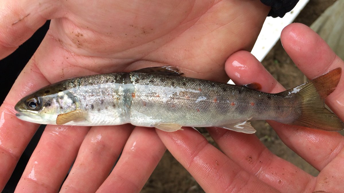 TM_WRT's tweet photo. So, after our first week of intensive fyke netting for smelt we are still cucumber fish-less. Mightily frustrating - Still remain hopeful River temps rising and big spring tides on the horizon. On a bright note first salmon and S/trout smolt &amp; parr. #SearchForSmelt https://t.co/uAuw1Z4Jg0