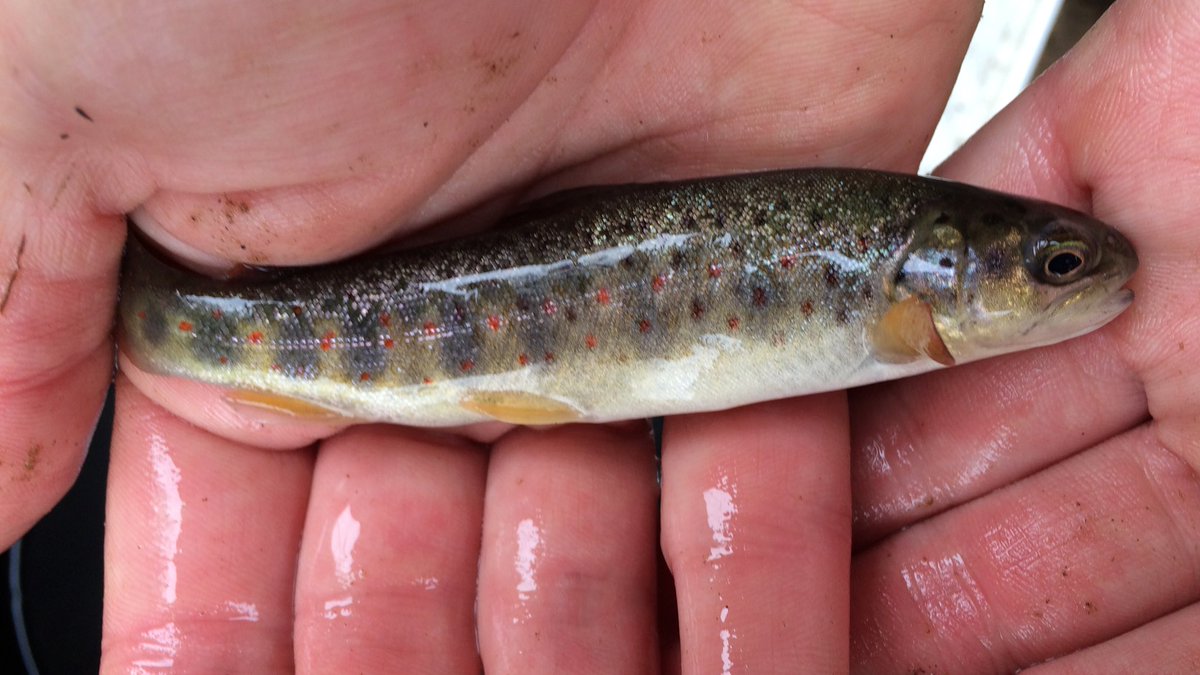 TM_WRT's tweet photo. So, after our first week of intensive fyke netting for smelt we are still cucumber fish-less. Mightily frustrating - Still remain hopeful River temps rising and big spring tides on the horizon. On a bright note first salmon and S/trout smolt &amp; parr. #SearchForSmelt https://t.co/uAuw1Z4Jg0