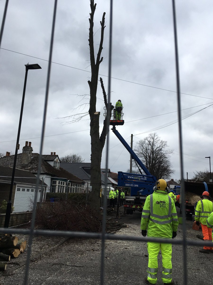 DuchessLime's tweet photo. Duchess has fallen #StandWithDuchess no more #SaveSheffTrees #TheWorldIsWatching #NoMoreFelling @BiancaJagger https://t.co/t98CsK7NoT