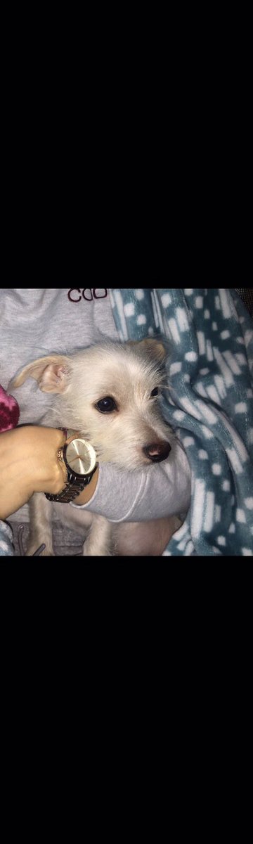 Perez_Victoria6's tweet photo. If anyone sees this cutie papi!! Please contact 4405903657 ASAP!!!! Lost in Brooklyn!! RT https://t.co/JUF5OBrMrx