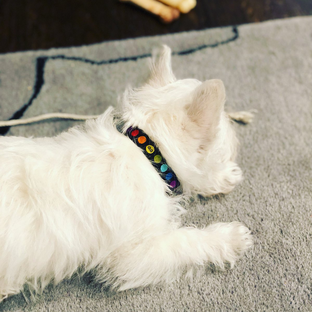 WestieNamedTito's tweet photo. Check out my new @GwenGear collar. Thank you @unleashedspa1! Now I can rock some Rainbow #Pride for #mytwodads! #woof #westie https://t.co/cWKEQGsMz7