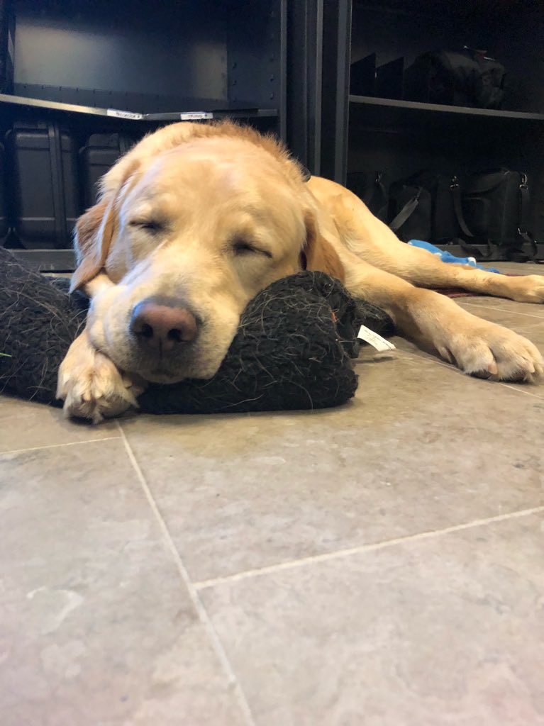 wluICEgroup31's tweet photo. @LazaridisICE Wonder is a lot less enthusiastic about morning presentations than we are! 🐶😴 https://t.co/ifN3ucF5sl
