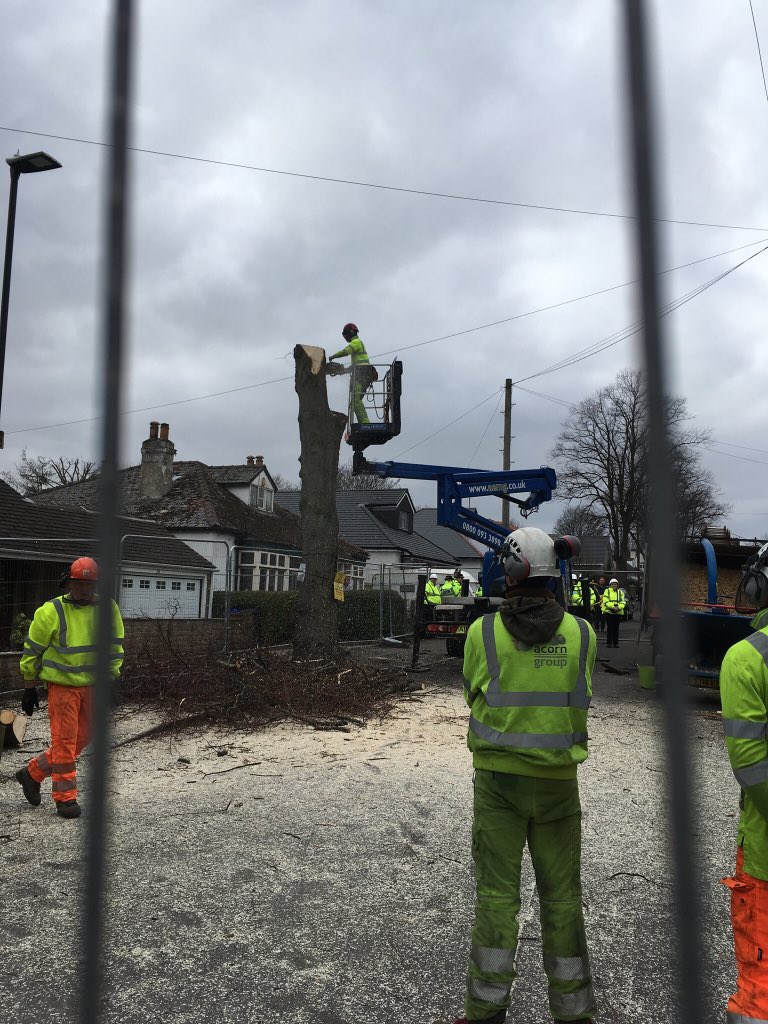 DuchessLime's tweet photo. I’m still here but only just @SAVEDORETREES #StandWithDuchess #SaveSheffTrees https://t.co/jFf7b3Boob
