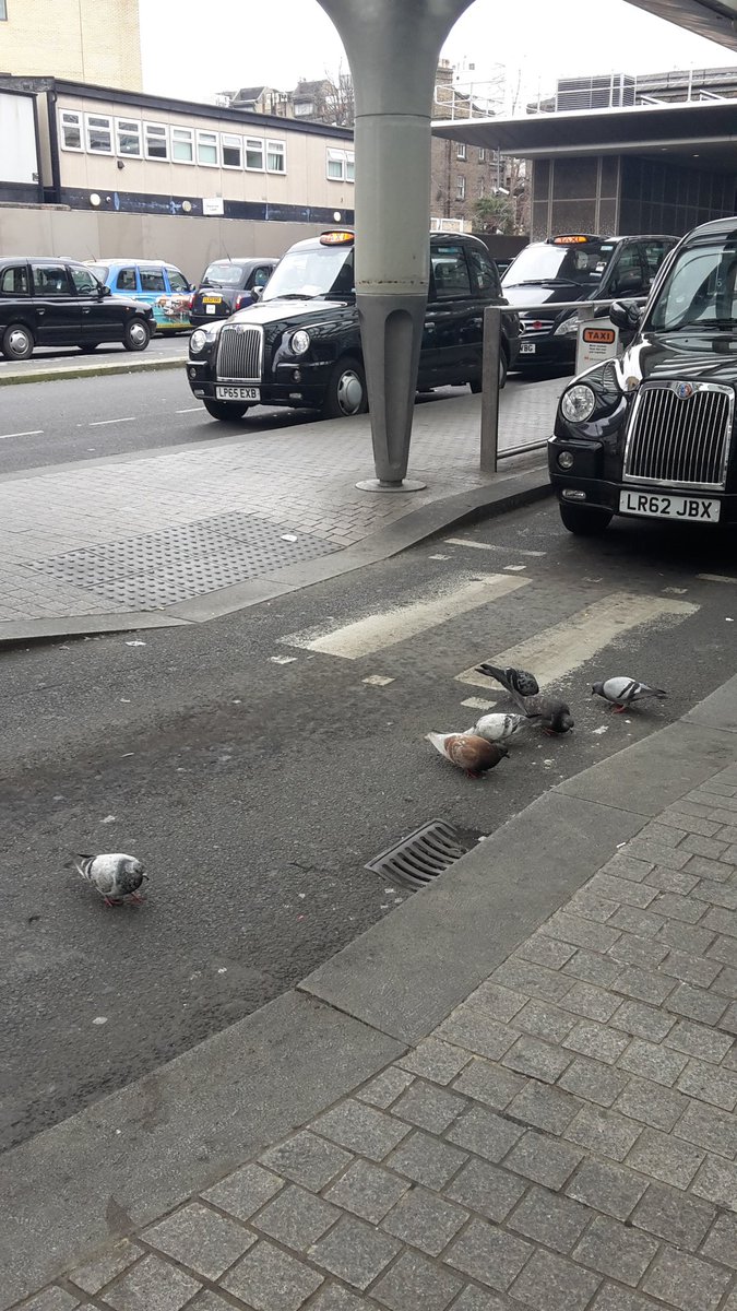 PigeonsinLondon's tweet photo. Taxi rank at #paddington station. #birdsincities #pigeon https://t.co/tKgSl8jg4I