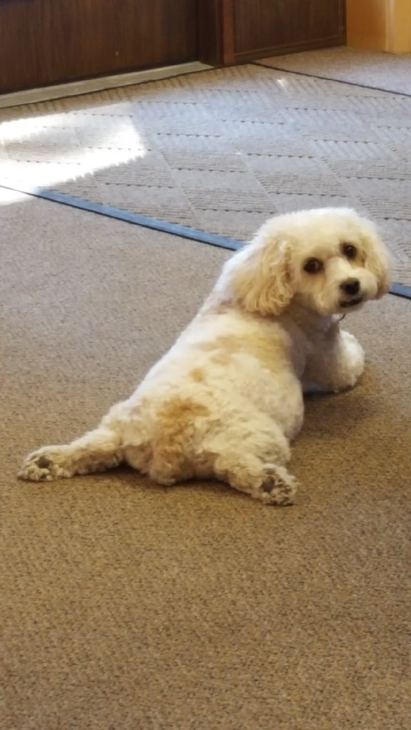 alexnowak1721's tweet image. These pics from my mom made my whole day♥️♥️♥️ #puppylove #bails @kenzienowak