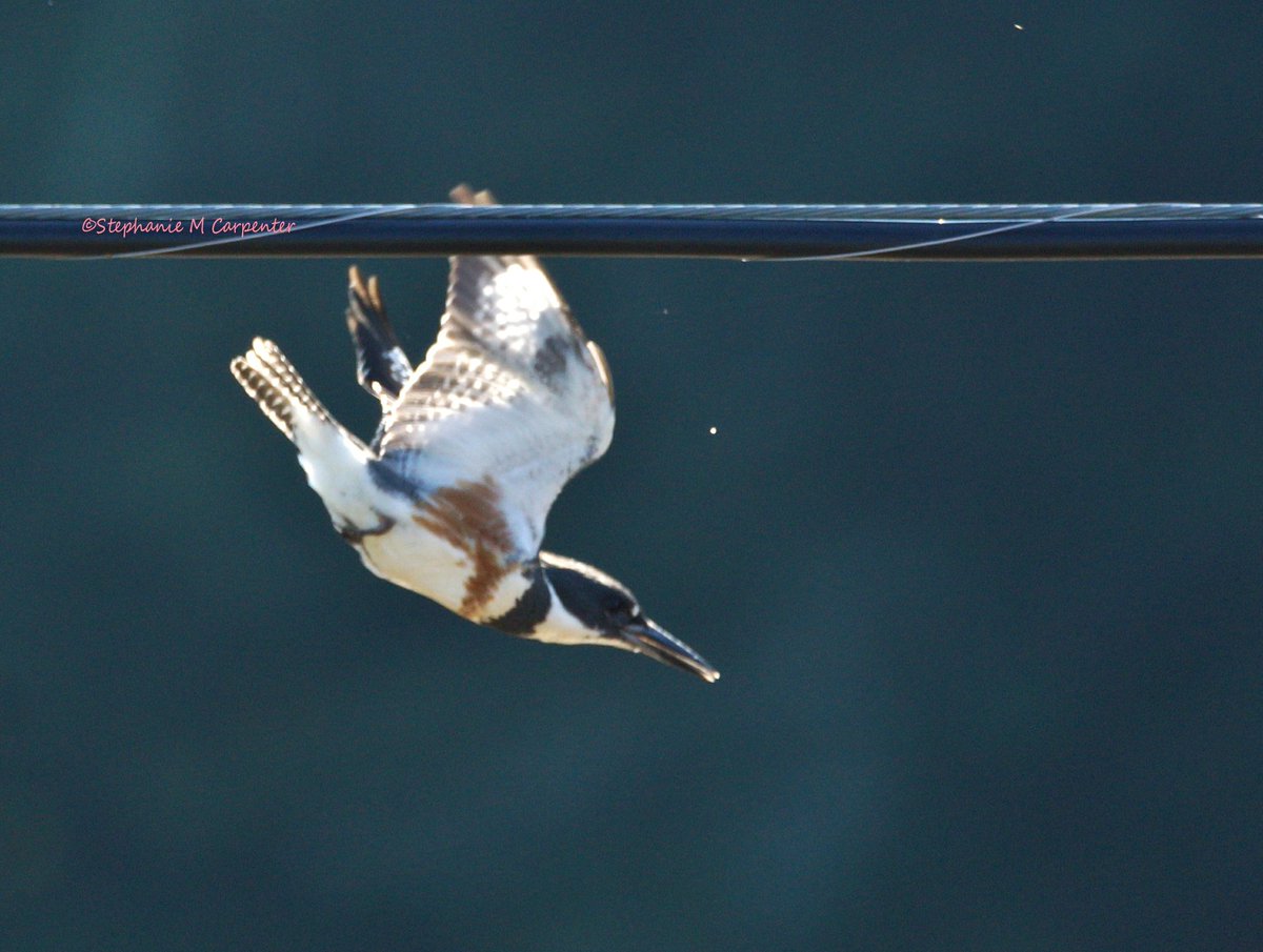 #AlmostHeaven #Belleville #WV #BeltedKingFisher #WestVirginia #TakeOff #FemaleKingFisher