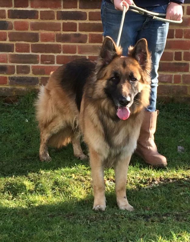 4yr old Max is on the lookout for a child and pet free home please
#dogs
#GermanShepherd 
#Essex
gsrelite.co.uk/max-8/