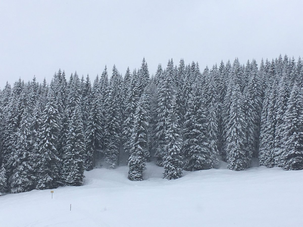 aegrtw's tweet photo. #gallio #campomulo https://t.co/d9MnWlj5Rv
