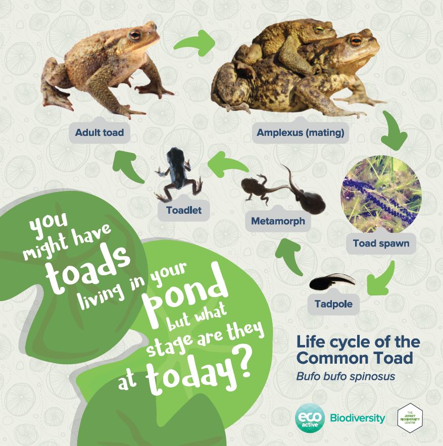 Toad Life Cycle - vrogue.co