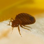 DecorDiary's tweet photo. Staying Bug-Free and Healthy https://t.co/GR42fZ01MY https://t.co/pIAqxBU3Vn
