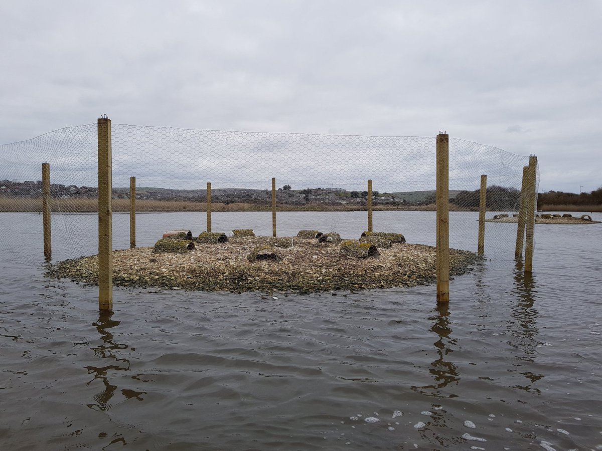 Terning the gulls away! Our wardening team have put up a fence around a tern island at lodmoor. Hopefully a reduced common tern chick predation this summer