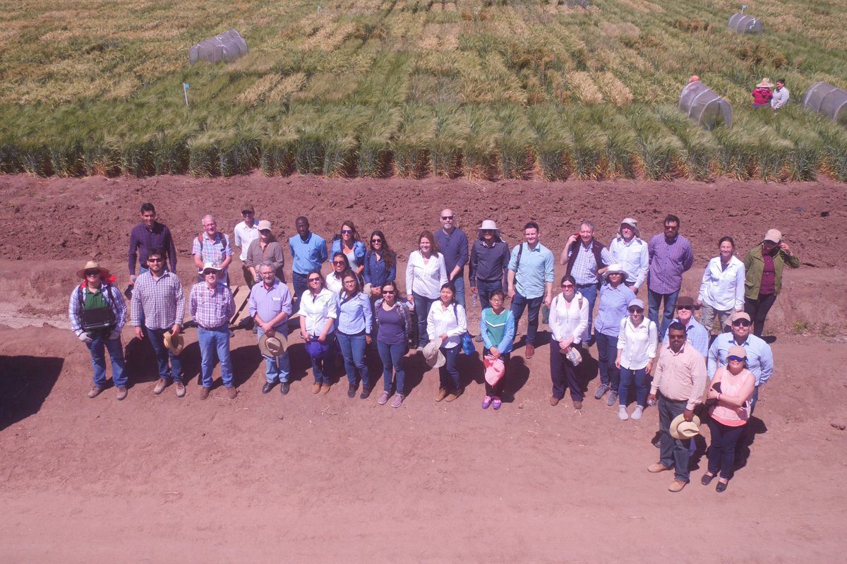 Photo of the participants at the <a href="/IWYP_wheat/">IWYP</a> HUB field day March 20 at Cd. Obregon <a href="/CIMMYT/">CIMMYT</a> @CimmytWMB <a href="/gemmahildegard/">Gemma Molero</a>