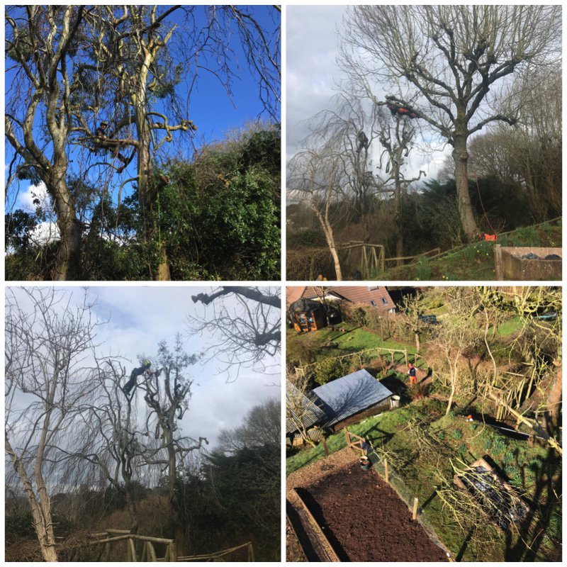 teigntrees's tweet photo. Mr A in Bickleigh was really pleased with the job Phil, Ed, Ryan & Matt W completed earlier this week. Call us on 01626 773499 if you have any #tree or #hedgework and we'll arrange a #FREE #noobligation #quote #teigntrees #treecrews #arborists #treeworkthursday #forst #chippers https://t.co/nV1Fl6N2qc